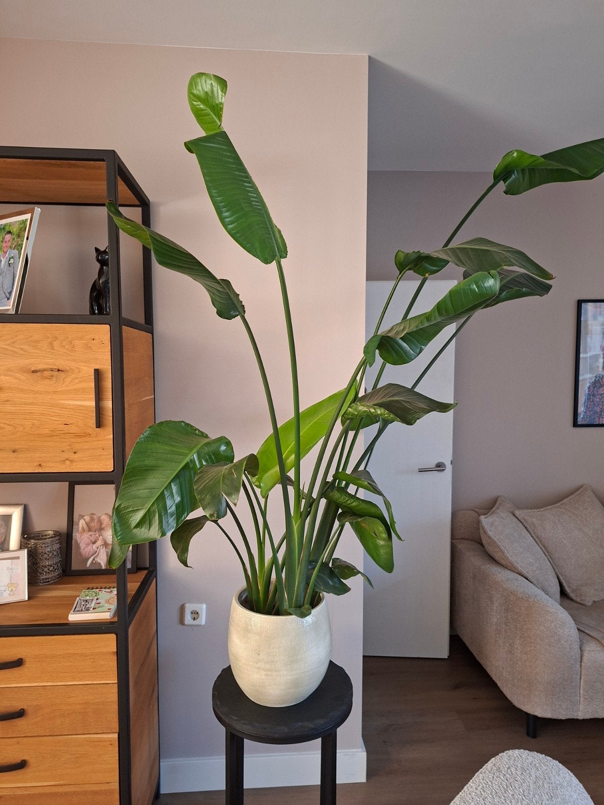 Kamer plant met pot, Ophalen, Halfschaduw, Minder dan 100 cm