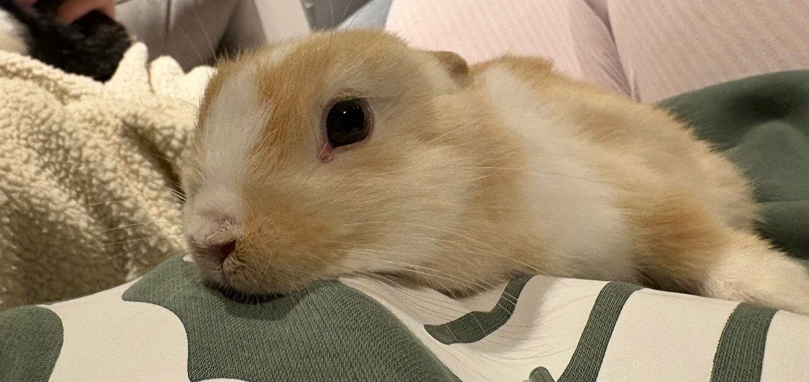 Lieve konijntjes, Dieren en Toebehoren, Konijnen, Mannelijk, Dwerg