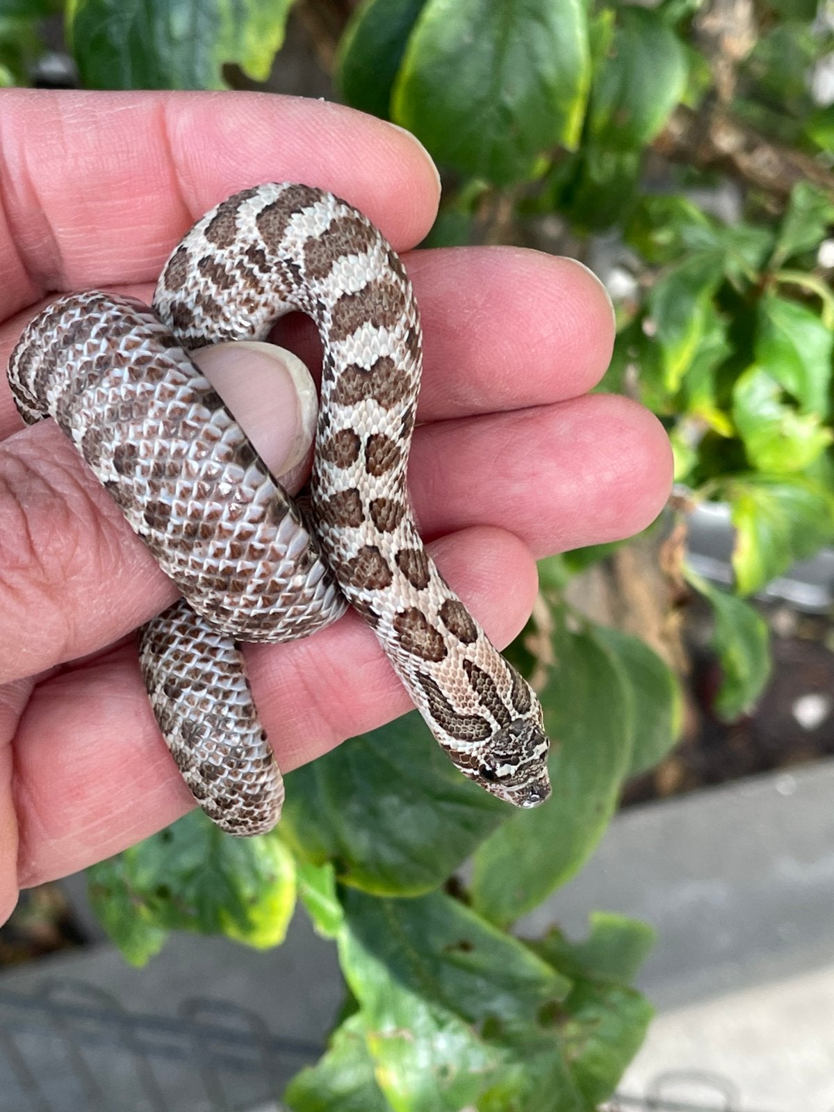 0.1 Heterodon nasicus ARCTIC SABLE het Albino Hognose Snake photo 3