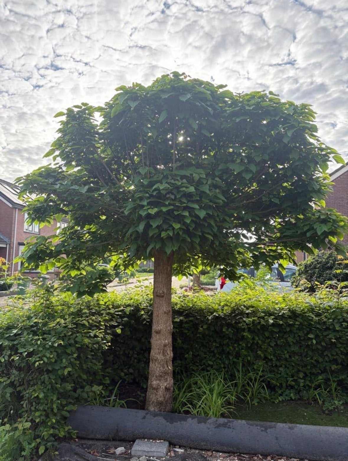 Prachtige Bolcatalpa! Zelf uitgraven., Tuin en Terras, Planten | Bomen, Bloeit niet, 250 tot 400 cm, Ophalen, Volle zon