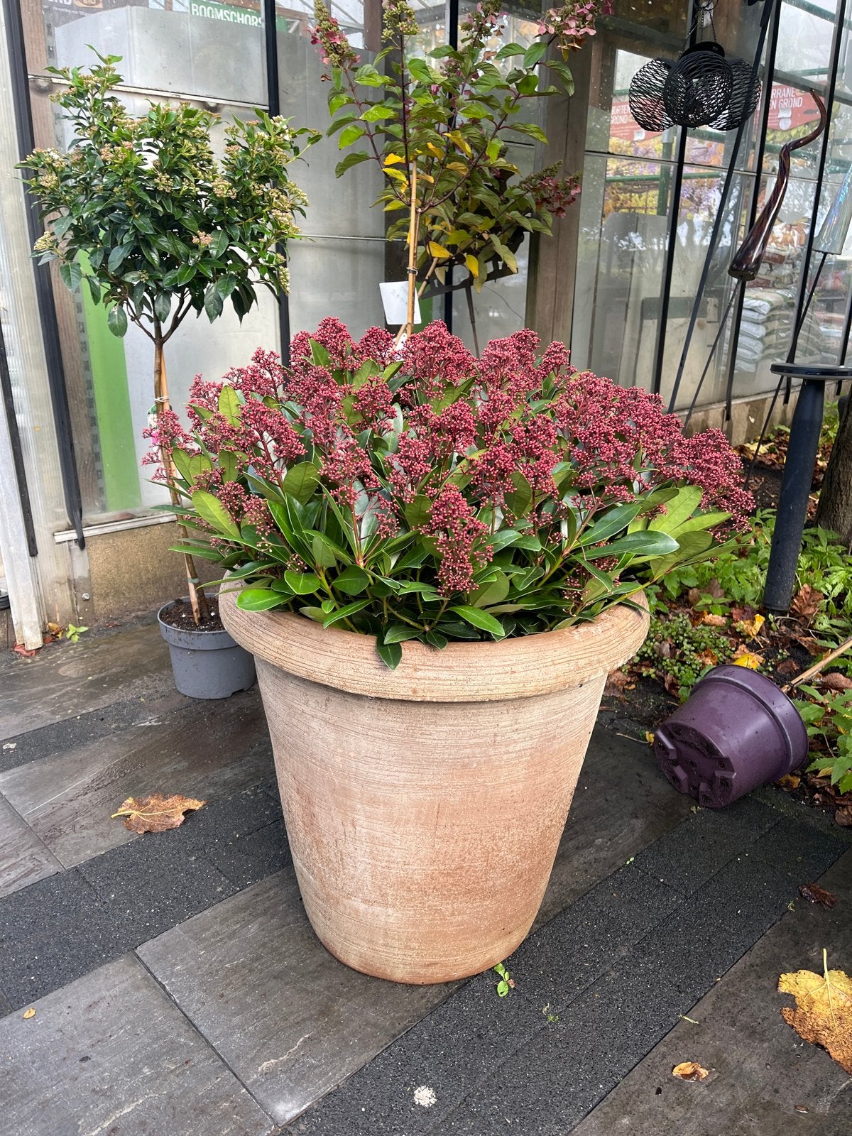 Skimmia japonica 'Rubella' - Winterharde Sierheester, Overige soorten, Vaste plant, Ophalen of Verzenden, Halfschaduw