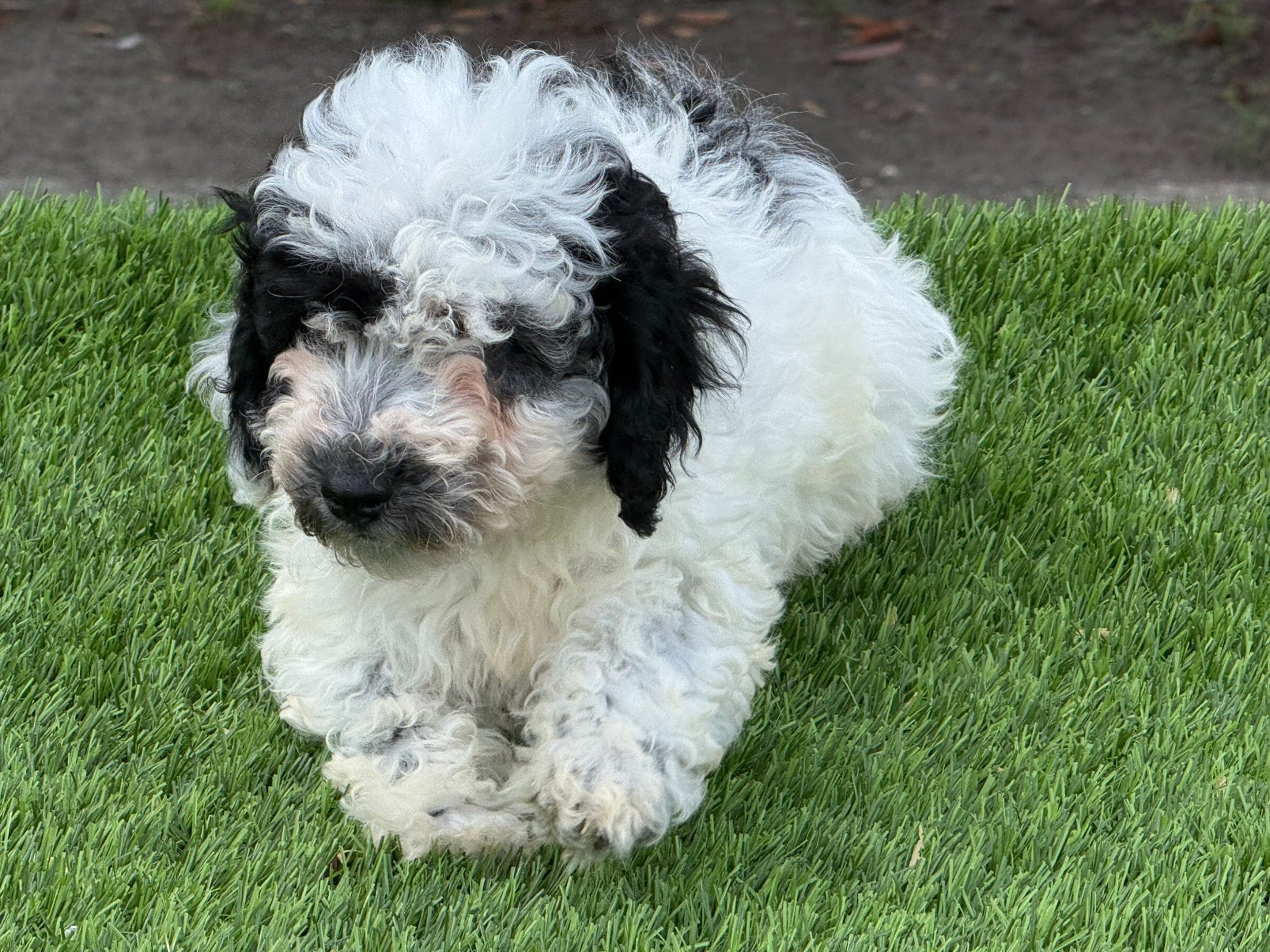 Maltipoo pups aangeboden, Dieren en Toebehoren, Parvo, Nederland, Overige rassen, 8 tot 15 weken