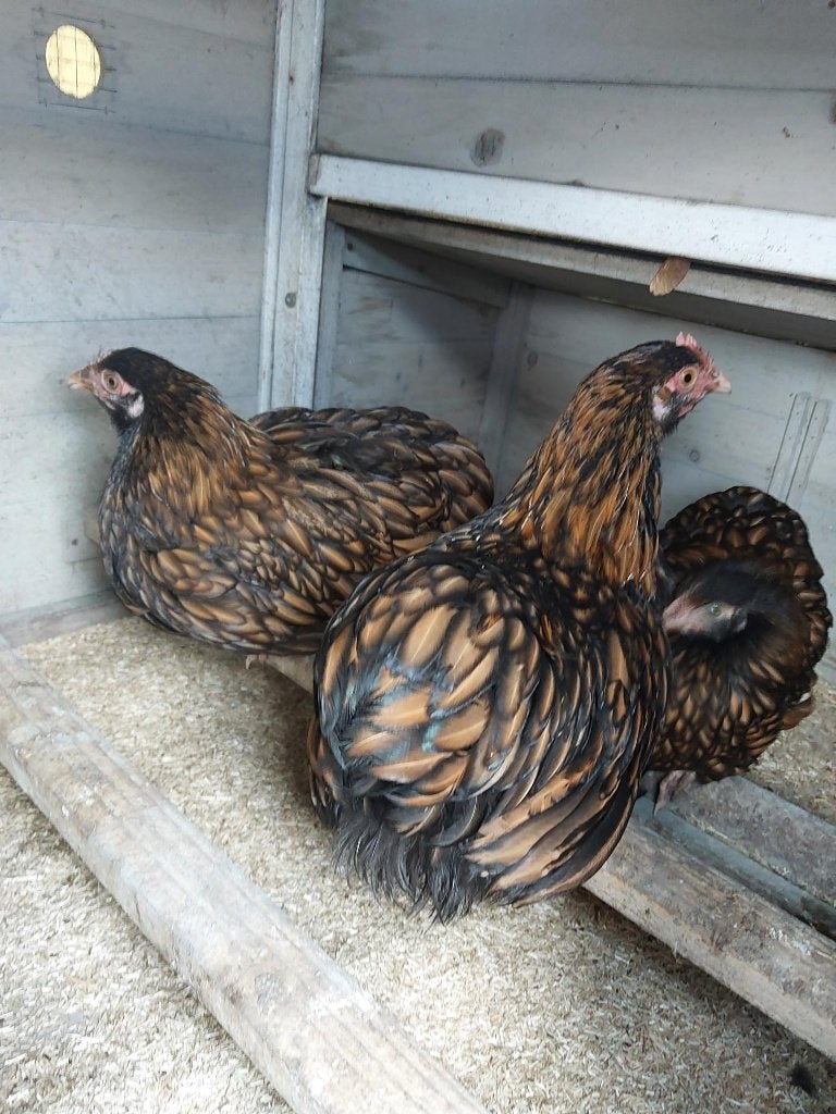 orpington kriel, Dieren en Toebehoren, Meerdere dieren, Kip