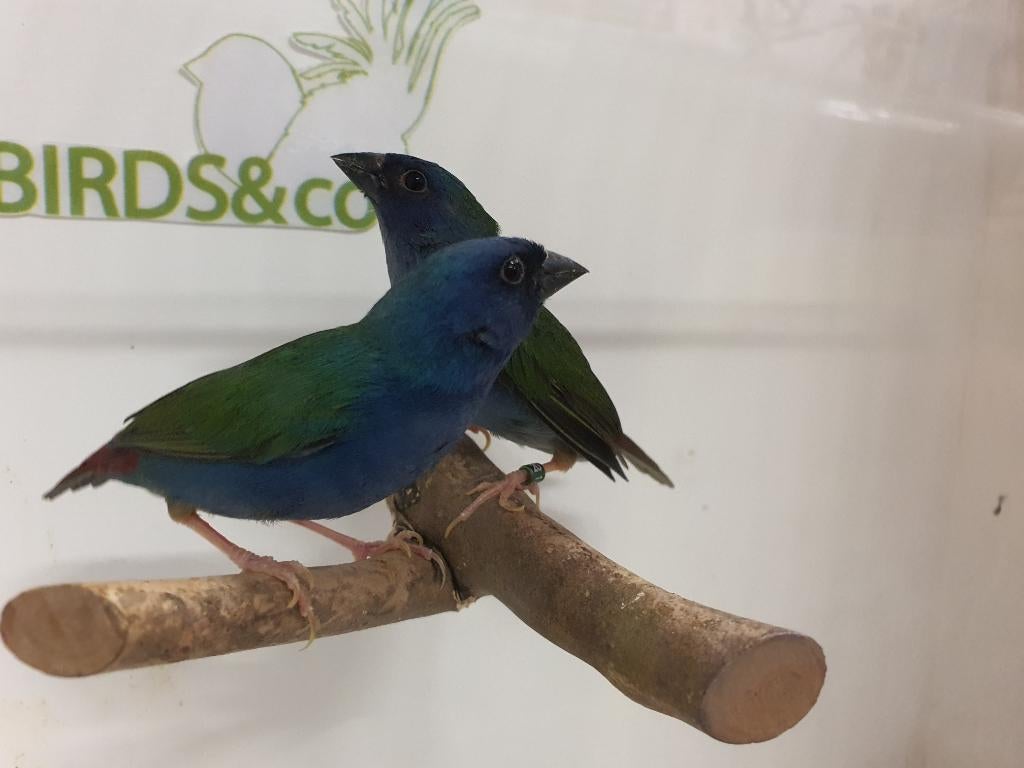Forbes pap. amadine koppel beschikbaar, Dieren en Toebehoren, Vogels | Overige Vogels, Meerdere dieren, Geringd