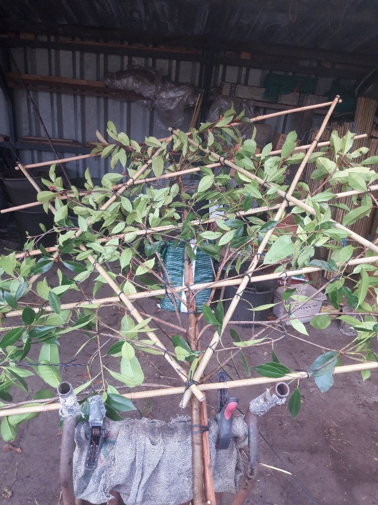 Photinia fraseri Red Robin als leiboom in pot, Tuin en Terras, Planten | Bomen, Leiboom, Lente, 250 tot 400 cm, Ophalen