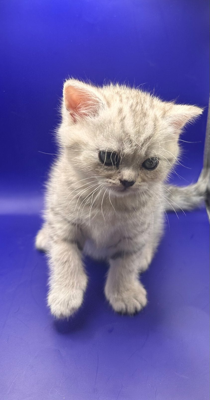 Prachtige Britse korthaar kittens beschikbaar met Stamboom, Met stamboom, 0 tot 2 jaar