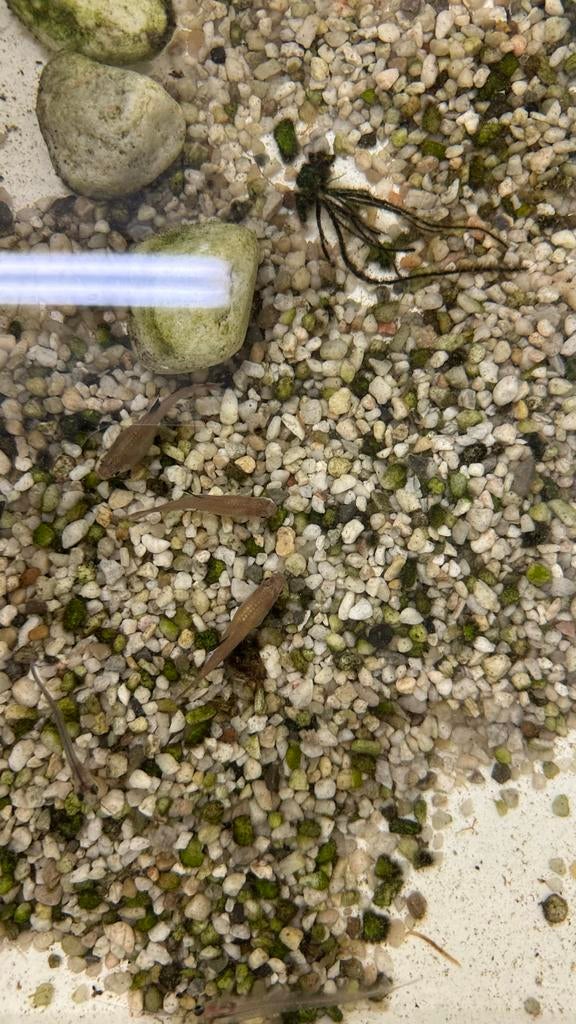 Tetra vissen, Vis