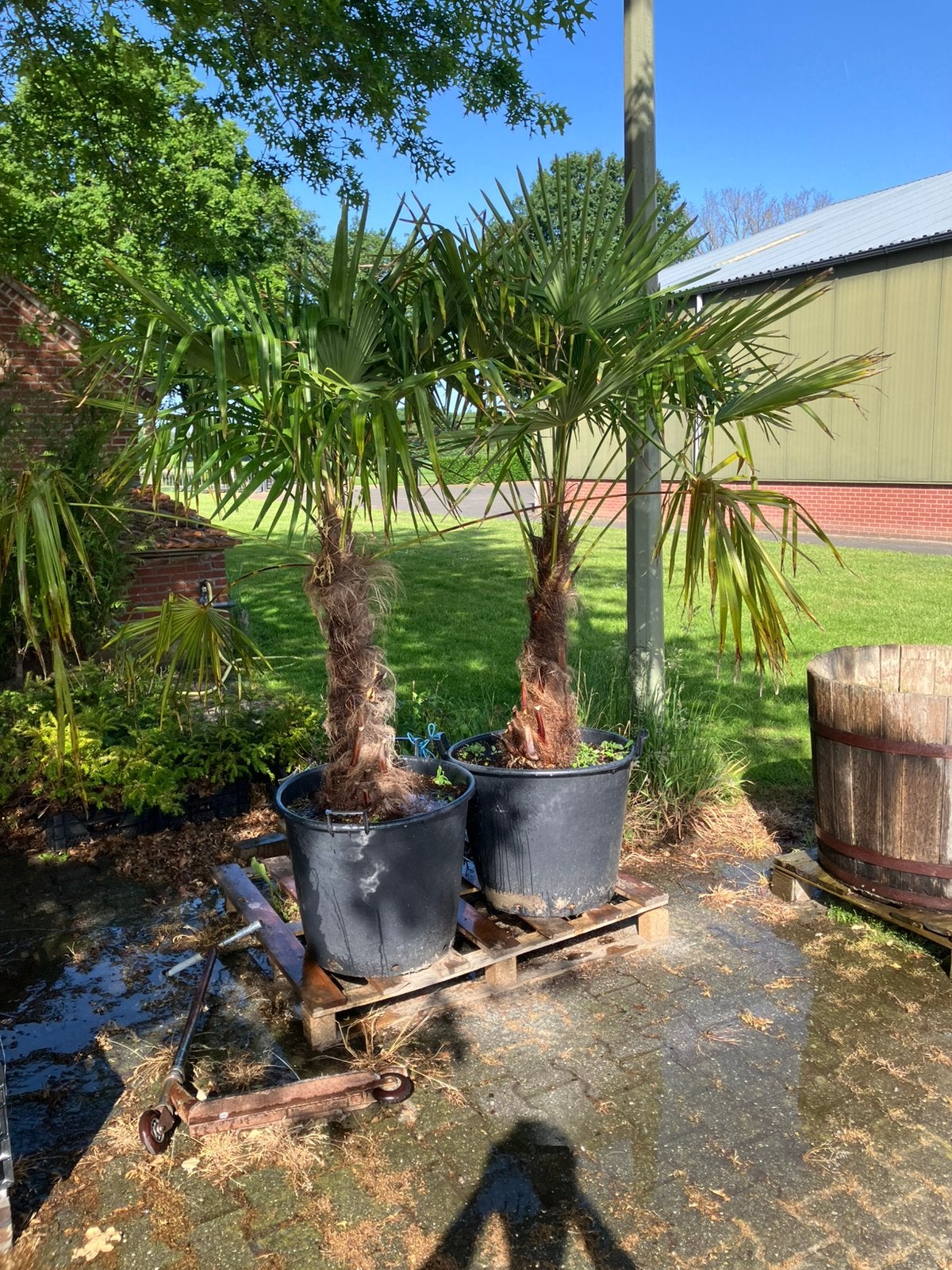 Trachycarpus palmboom 2 stuks, Tuin en Terras, Ophalen, In pot, Palmboom, 100 tot 250 cm
