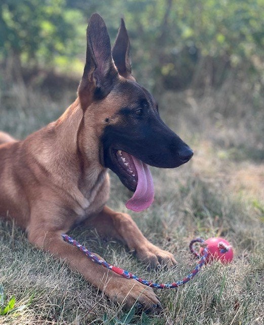 Mechelse herder 18 weken, Parvo, 15 weken tot 1 jaar, Reu, Eén hond