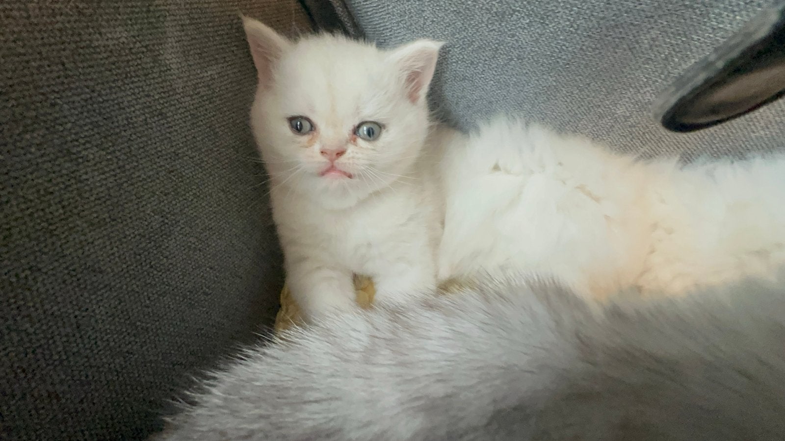 LIEVE BRITISH SHORTHAIR KITTENS TE KOOP  ️, Dieren en Toebehoren, Katten en Kittens | Overige Katten, Meerdere dieren, Kortharig