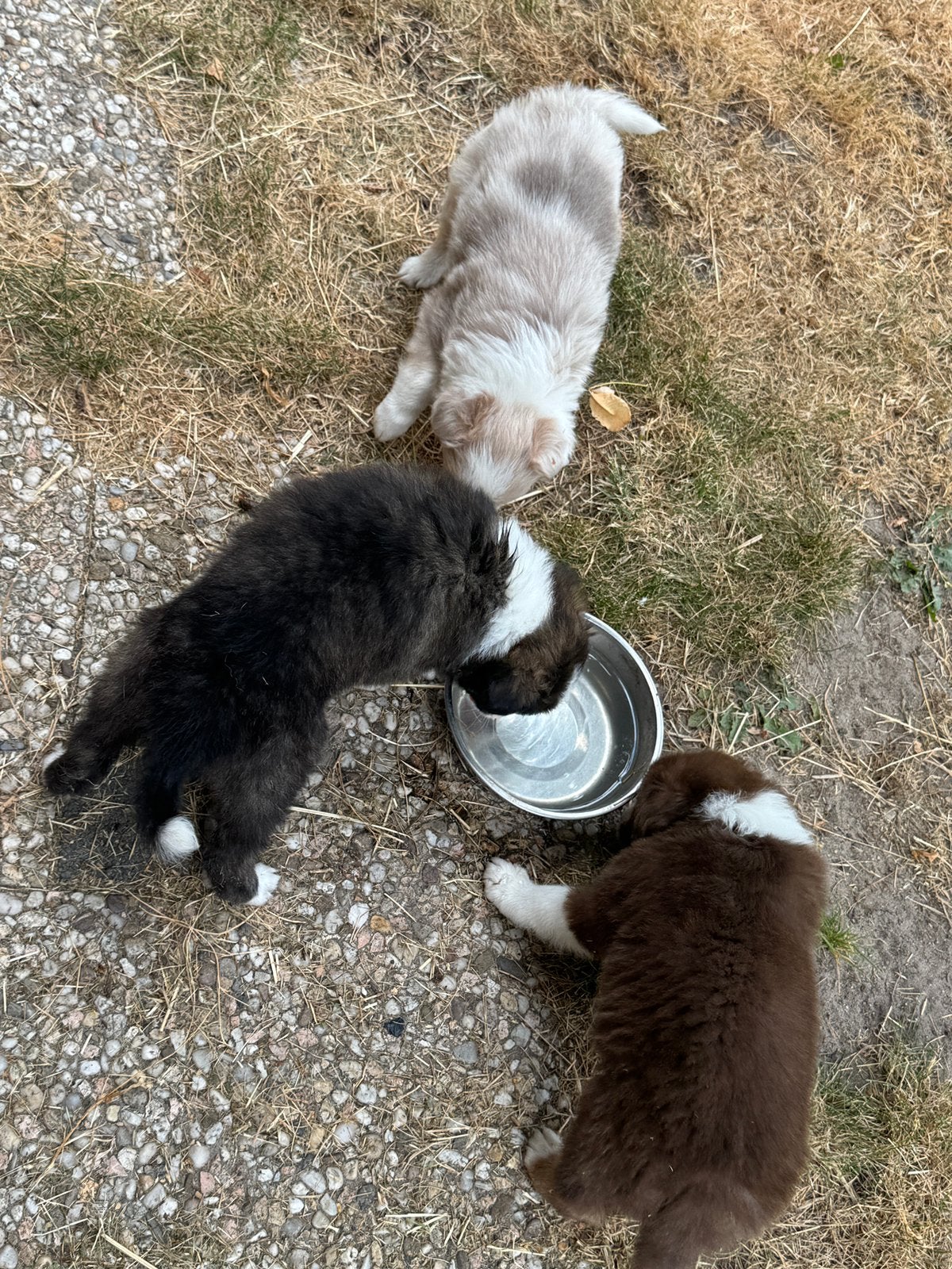 Border collie puppys te koop, 8 tot 15 weken, Collie, Meerdere, Meerdere dieren