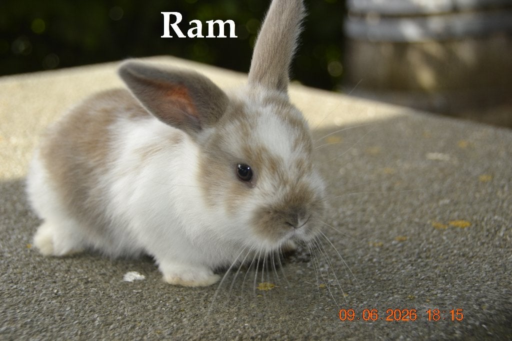 Superlieve tamme konijntjes te koop, Meerdere dieren, Middelgroot, Hangoor, 0 tot 2 jaar