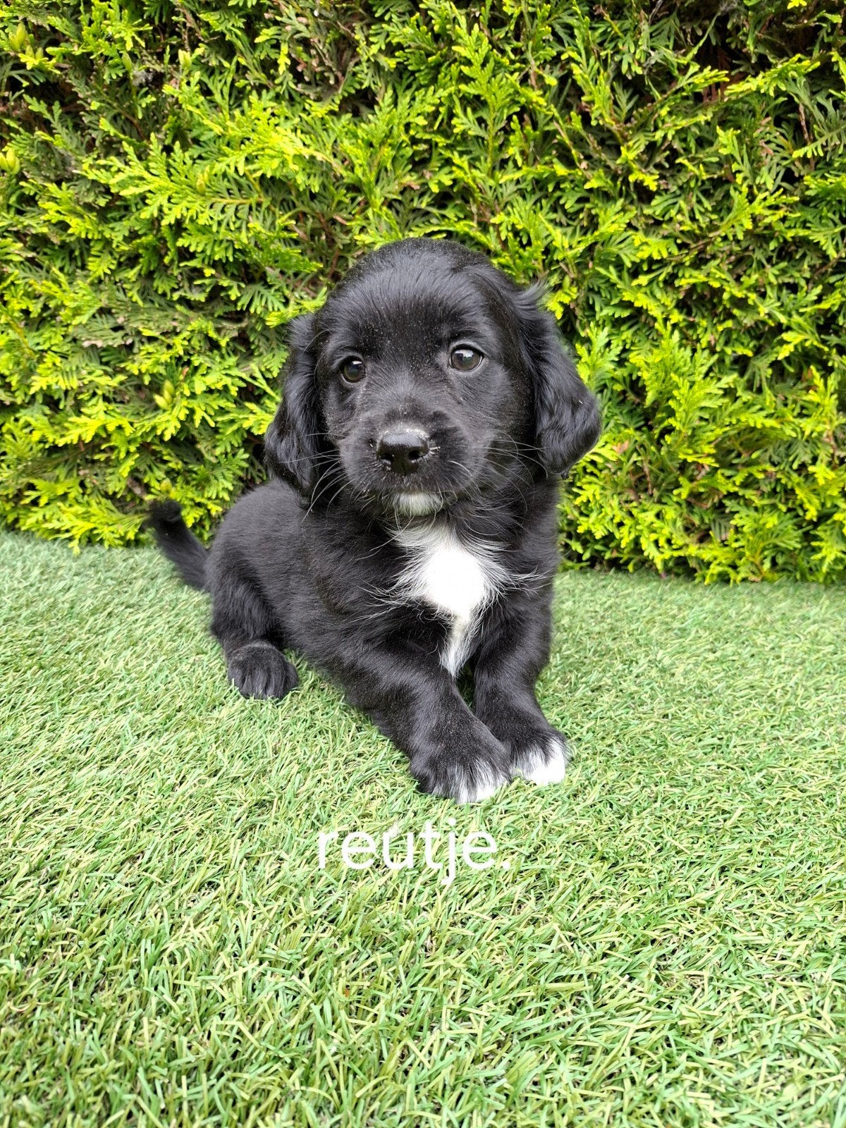 Zeer mooie boomer x mini doodle pups., Dieren en Toebehoren, Parvo, 8 tot 15 weken, Meerdere, Nederland