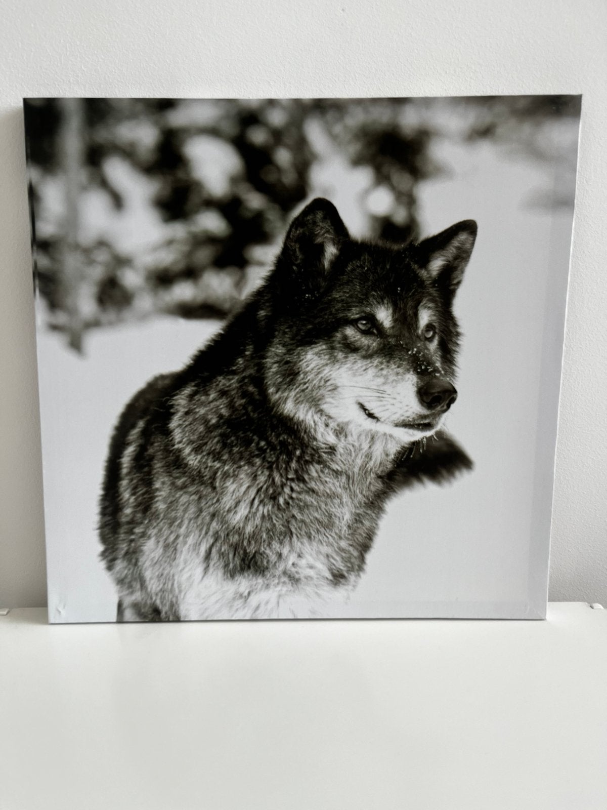 Canvas 40 x 40 cm wolf, Ophalen of Verzenden, Minder dan 50 cm, Overige typen