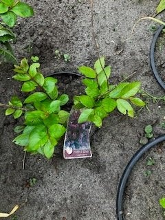Leycestera formosa of grootmoeders oorbellen, Tuin en Terras, Ophalen, Overige soorten, Struik, Minder dan 100 cm