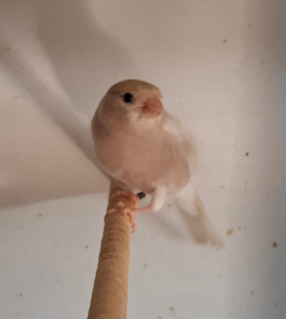 Goudvink Bruinpastel pop, Vrouwelijk, Wildzangvogel, Geringd