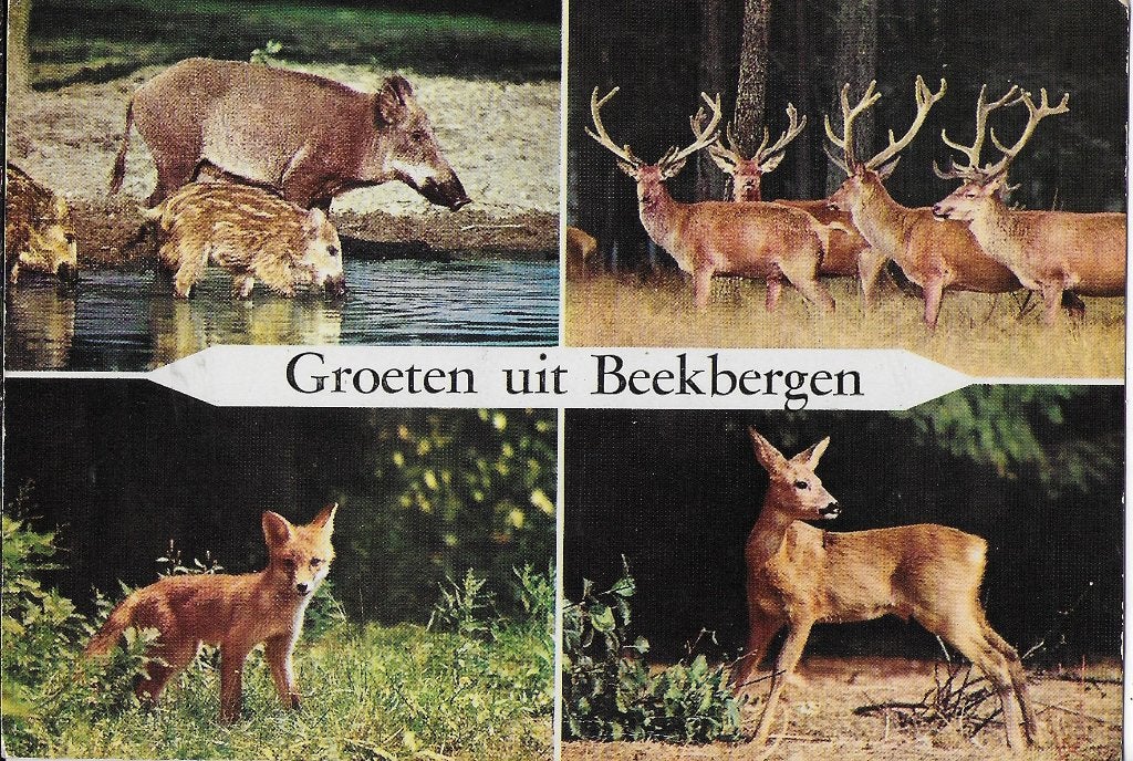 Beekbergen gelopen ansichtkaart ( 251 ), Ophalen of Verzenden, 1980 tot heden, Gelopen, Gelderland