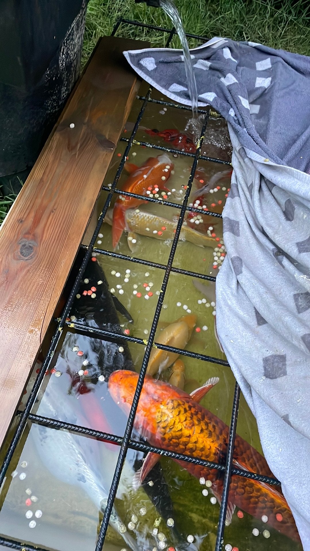Koi karpers verschillende kleuren, Dieren en Toebehoren, Vissen | Vijvervissen, Karper of Koi