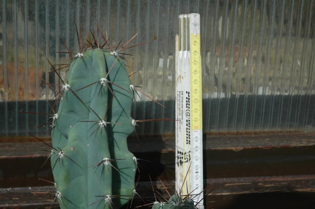 Cactus  : Cereus peruvianus monstruosis, Ophalen, Minder dan 100 cm, In pot, Cactus