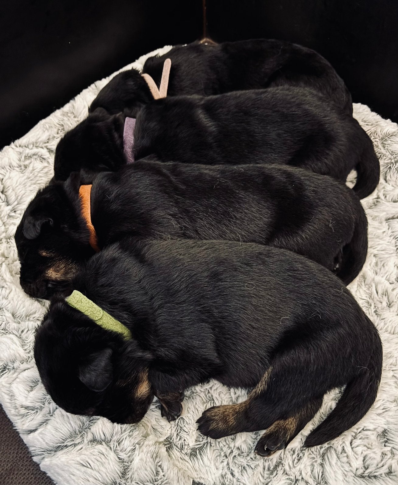 Prachtige Rottweiler  Duitse Herder puppy’s, Parvo, 8 tot 15 weken, Meerdere, Meerdere dieren