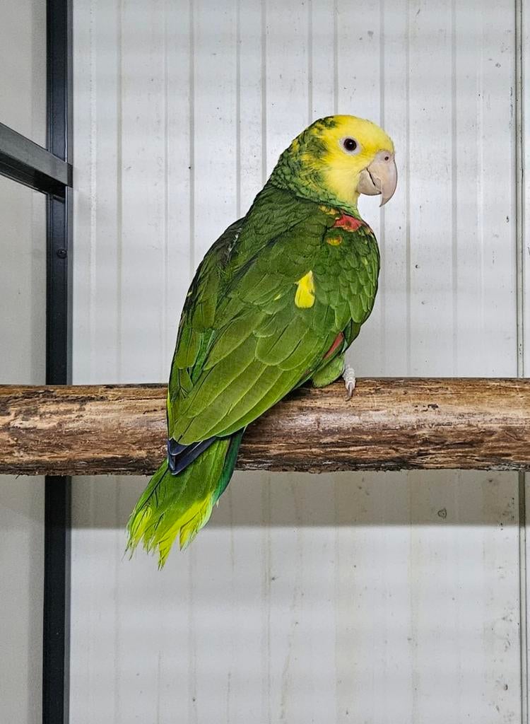 0-1 Dubbele geelkop amazone, Vrouwelijk, Papegaai, Geringd