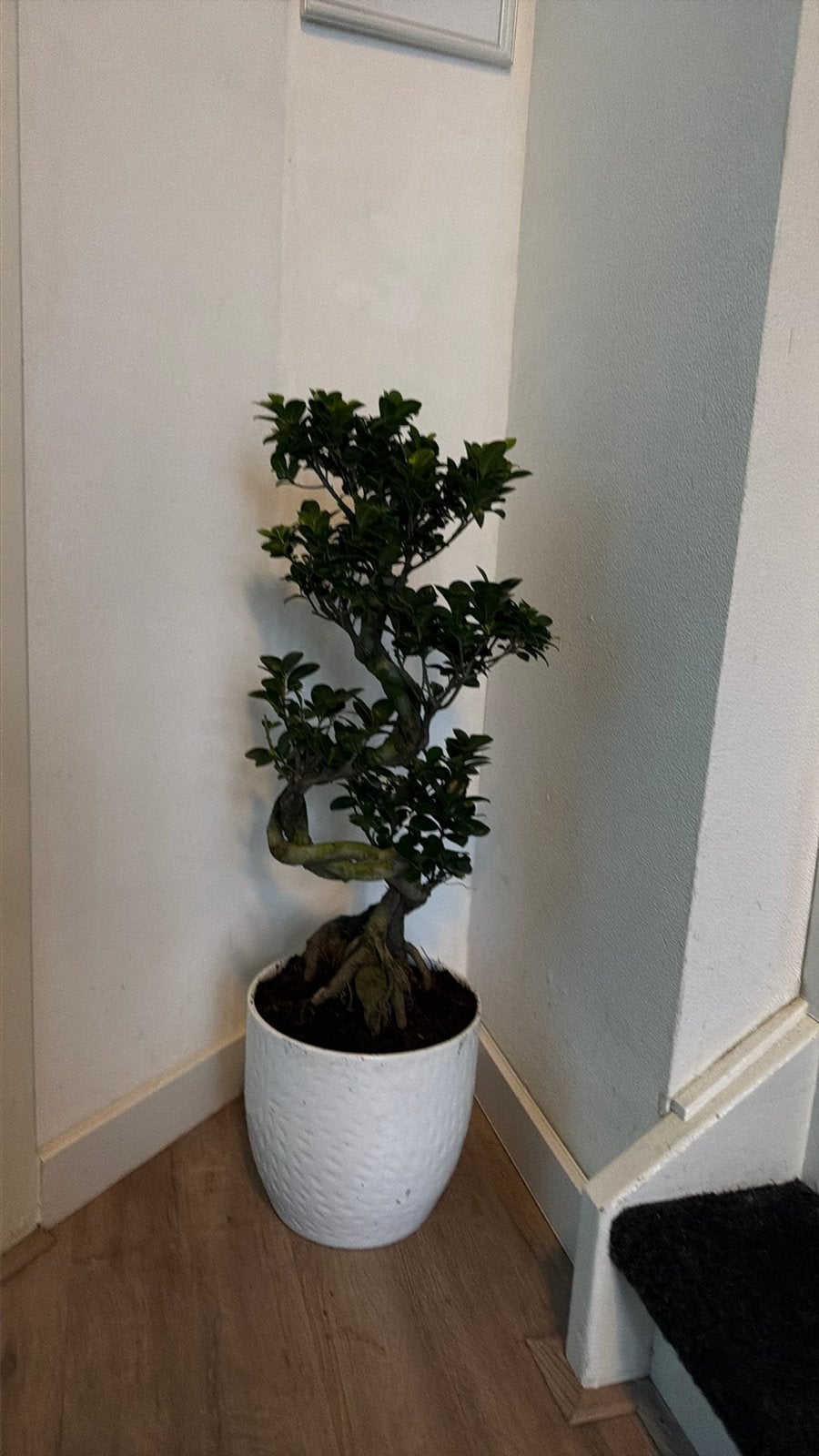 Prachtige ginseng Ficus Bonsai xlVorm en Gezonde Plant, Overige soorten, Vaste plant, Ophalen of Verzenden, Bloeit niet