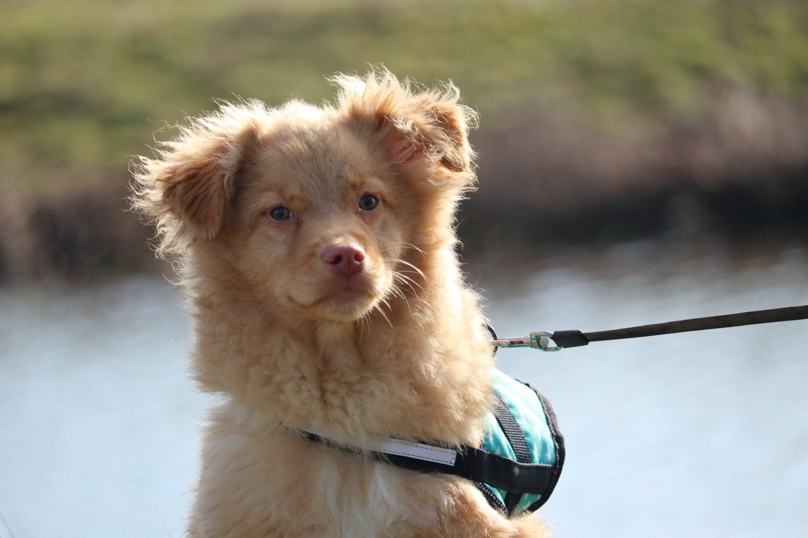 Nova scotia duck tolling retriever reutje, 15 weken tot 1 jaar, Parvo, Eén hond, Nederland