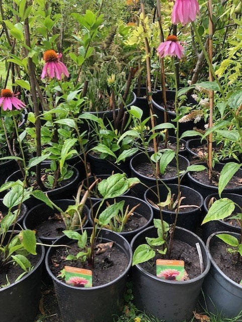 Zonnehoed / Purple Echinacea tuinplant in de kuip , zo meene, Vaste plant, Halfschaduw, Zomer, Ophalen