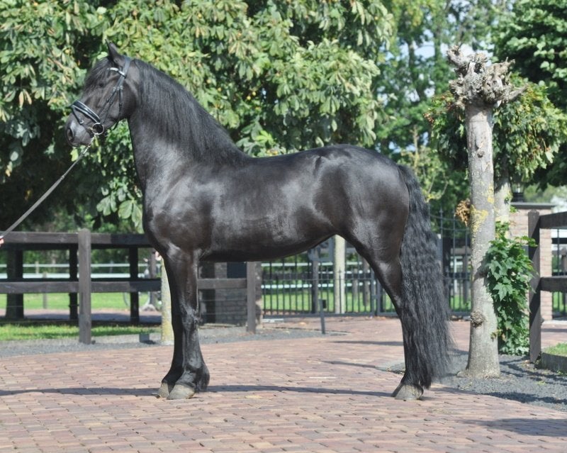 3jarige drachtige friese stermerrie v.Tiede, Dieren en Toebehoren, Merrie, Met stamboom, Dressuurpaard, Zadelmak
