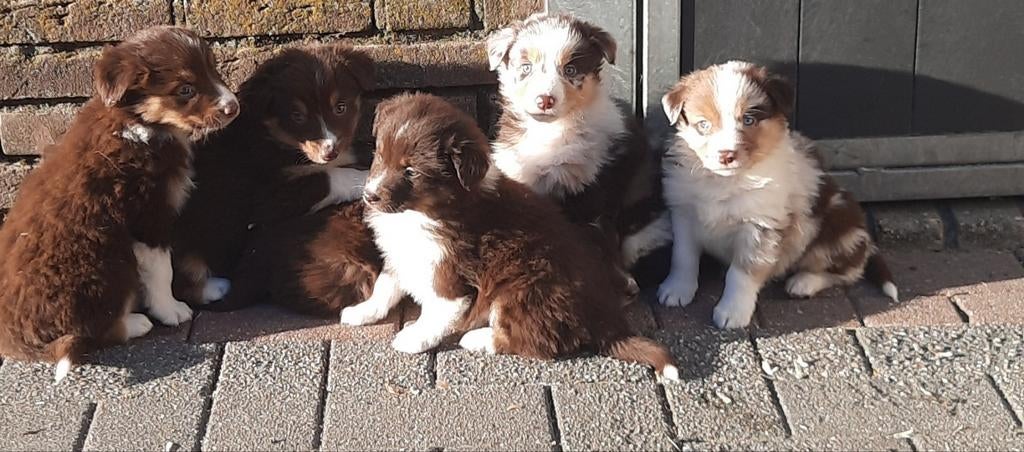 Australian shepherd border collie mix, Parvo, Overige rassen, 8 tot 15 weken, Meerdere