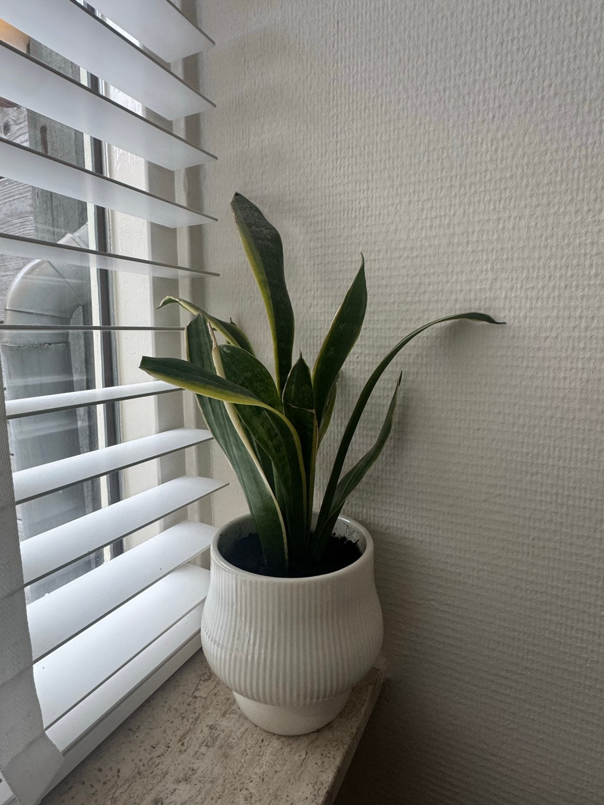 Sansevieria (Vrouwentong) inclusief pot, Ophalen, Overige soorten, Struik, Minder dan 100 cm