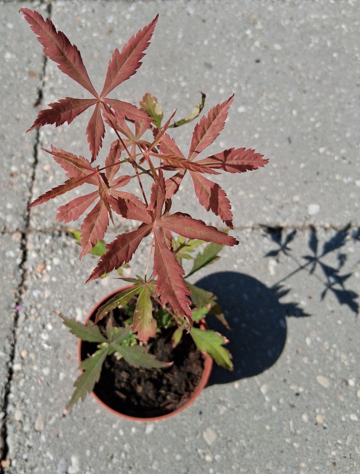 Japanse esdoorn Acer palmatum, Vaste plant, Bloeit niet, Halfschaduw, Ophalen