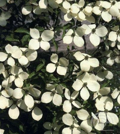HEESTER Cornus 'Norman Hadden' Japanse kornoelje voedselbos, Volle zon, Vaste plant, Verzenden, Fruitplanten
