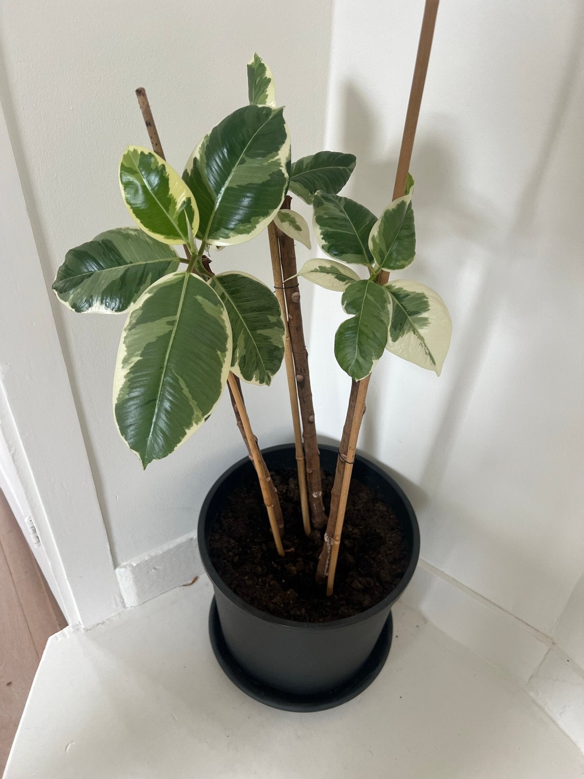 Rubberboom (Ficus elastica 'Abidjan') - Groen/Geel, Huis en Inrichting, Kamerplanten, Ophalen, Ficus, In pot, Minder dan 100 cm