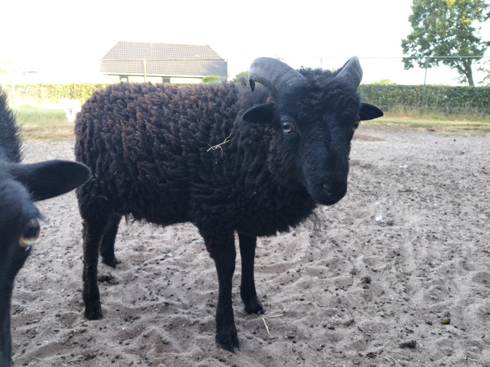 Rammetjes ouessant schapen, zwart, Mannelijk, Schaap