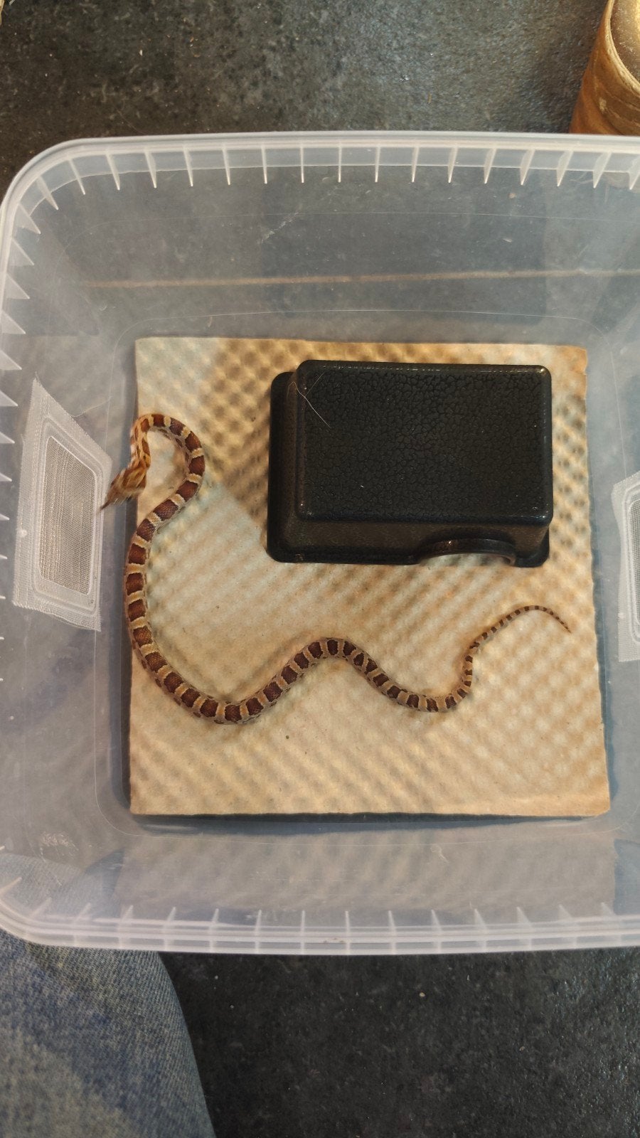 Rode rattenslang, juni 2026 Corn Snake photo 2