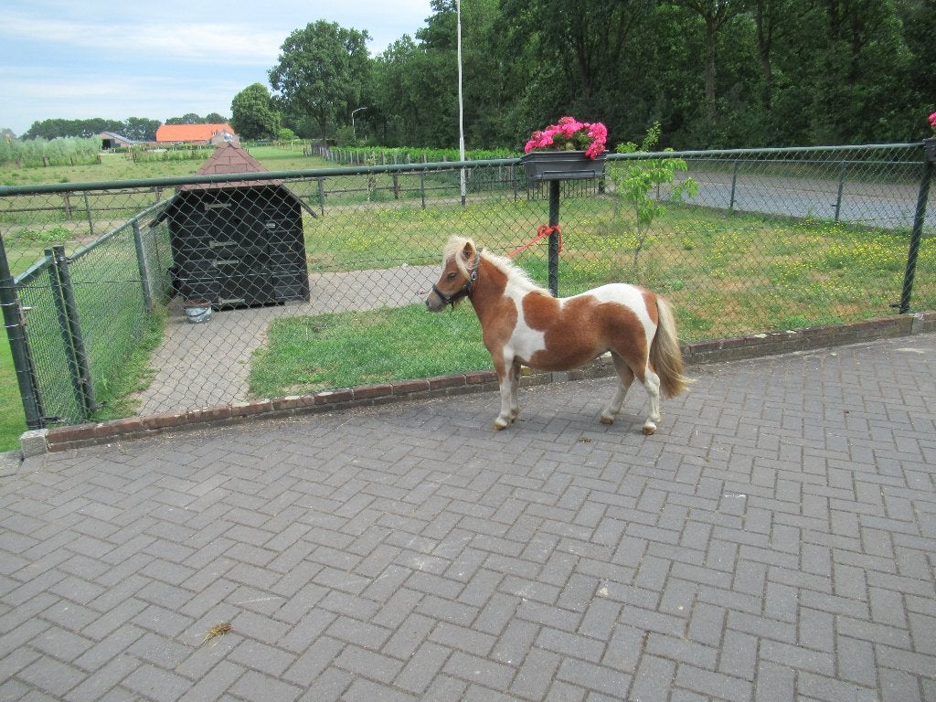 Supermooi merrietje, Dieren en Toebehoren, Merrie, Dressuurpony, A pony (tot 1.17m), 3 tot 6 jaar