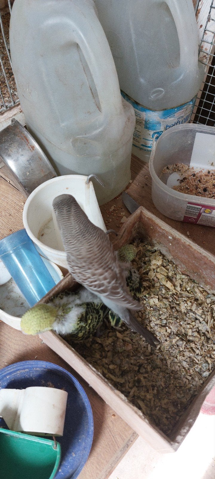 BABYS ENGELESE PARKIETEN TAM TE MAKEN, Meerdere dieren, Parkiet, Tam
