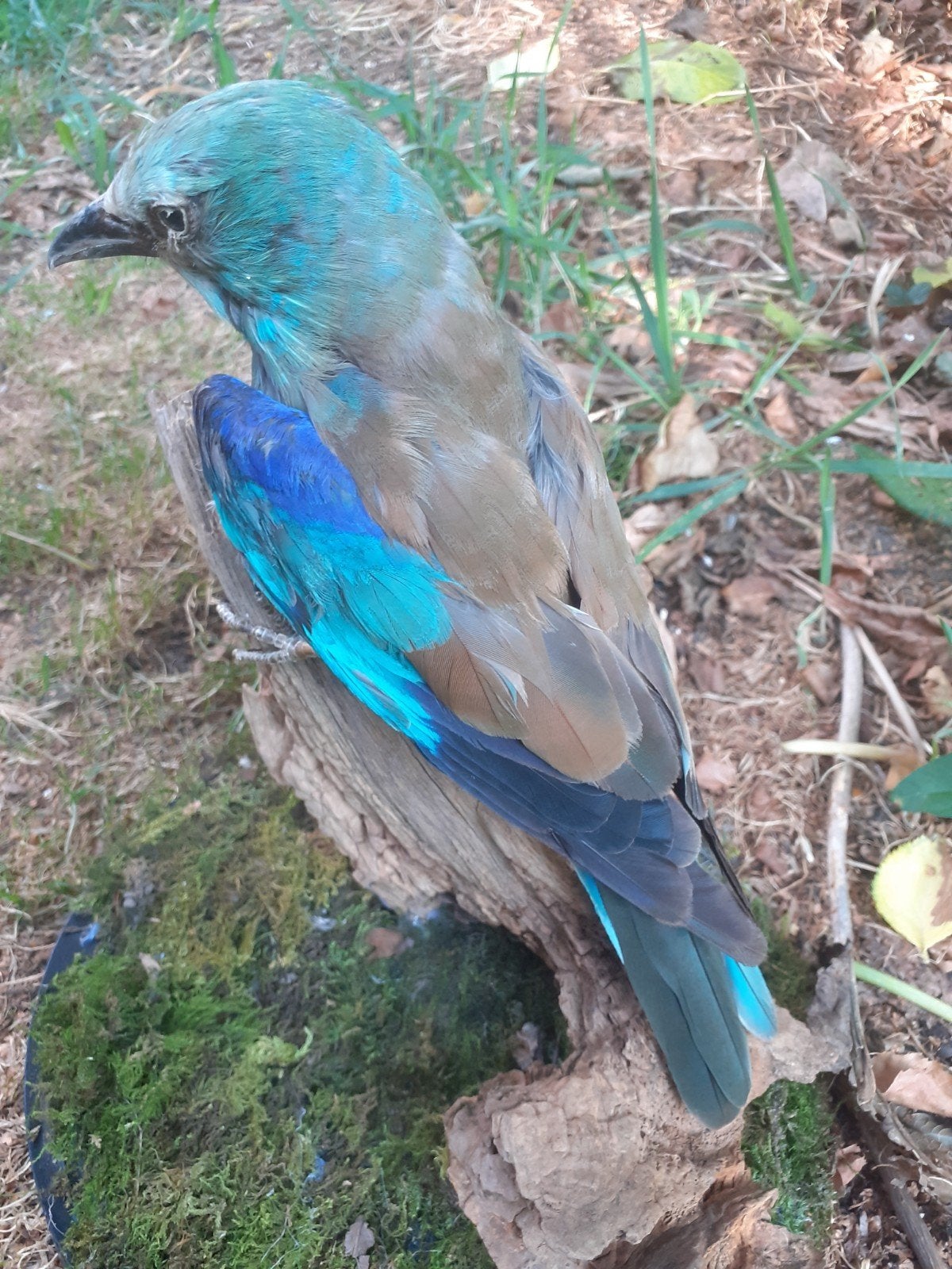 Recent opgezette "scharrelaar" exlusieve taxidermie, Ophalen of Verzenden, Nieuw, Vogel, Opgezet dier