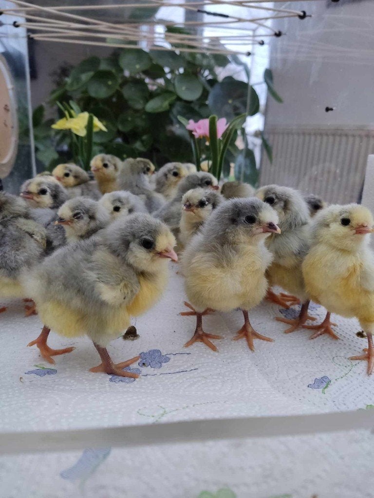 Pluimvee, Dieren en Toebehoren, Geslacht onbekend, Kip