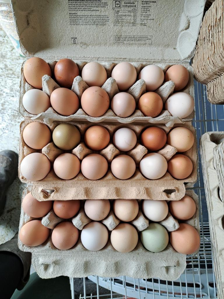 Broedeieren verassing en kleur, Dieren en Toebehoren, Pluimvee, Kip, Geslacht onbekend