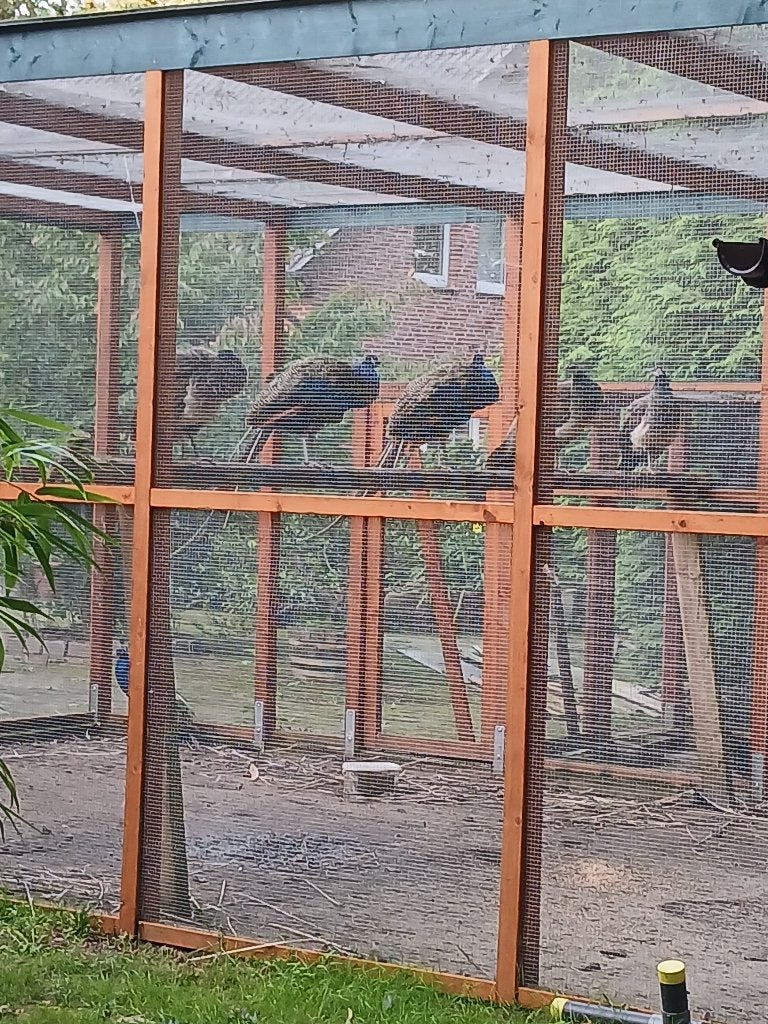 Blauw vleugel Pauwen, hennen en hanen, Dieren en Toebehoren, Meerdere dieren, Tropenvogel