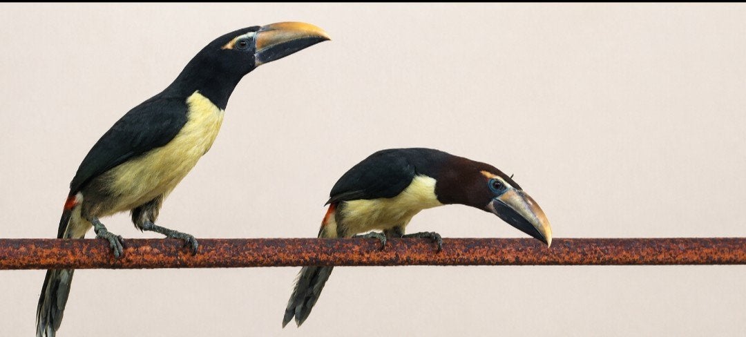 Arassari, Arassari's, Dieren en Toebehoren, Meerdere dieren