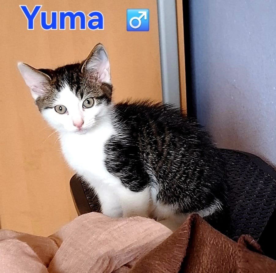 Kitten Yuma zoek nog een lief maatje, Meerdere dieren, 0 tot 2 jaar