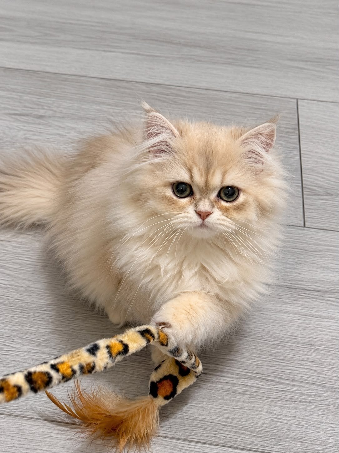 britse langhaar kitten met stamboom, Poes, Met stamboom