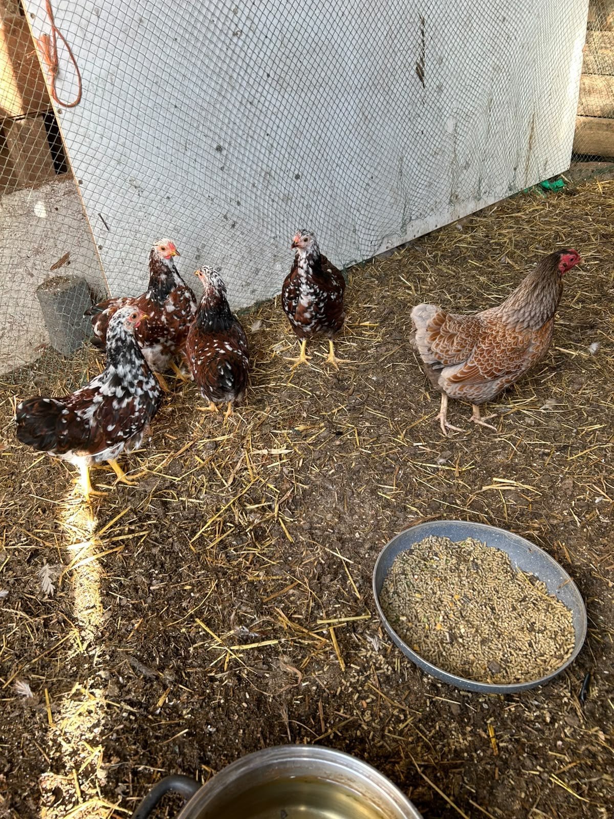 Wyandotte Krielkip + 4 kuikens, Dieren en Toebehoren, Pluimvee, Vrouwelijk, Kip