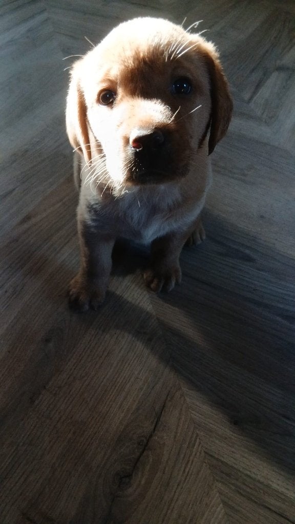 1 labrador blond teefje, Dieren en Toebehoren, Honden | Retrievers, Spaniëls en Waterhonden, 8 tot 15 weken, Teef, Labrador retriever