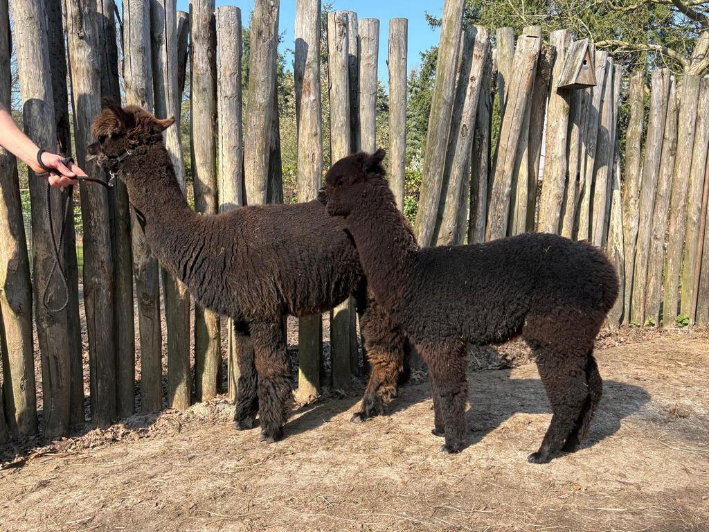 Alpaca merrie met merrie veulen aan de voet, Dieren en Toebehoren, Mei, Vrouwelijk