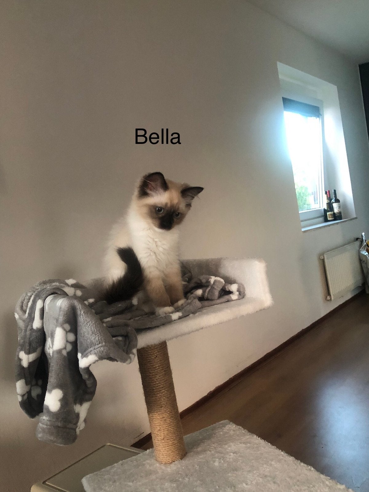 100% ragdoll kittens - mannetje + vrouwtje, 1 speler, Ophalen of Verzenden, Vanaf 12 jaar