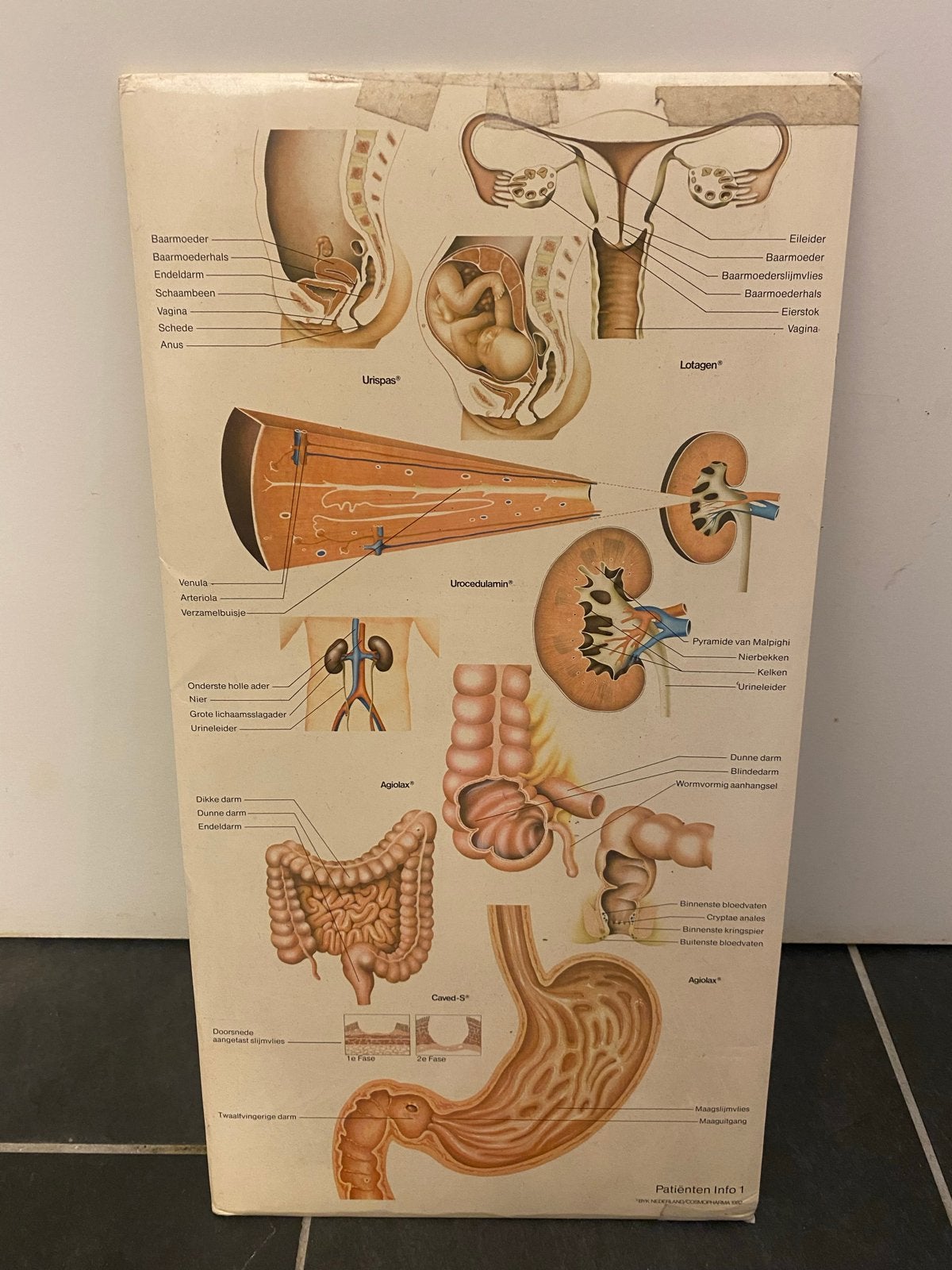 Vintage Anatomische Plaat Menselijke Organen, Boeken, Ophalen of Verzenden, Gelezen, Natuurwetenschap